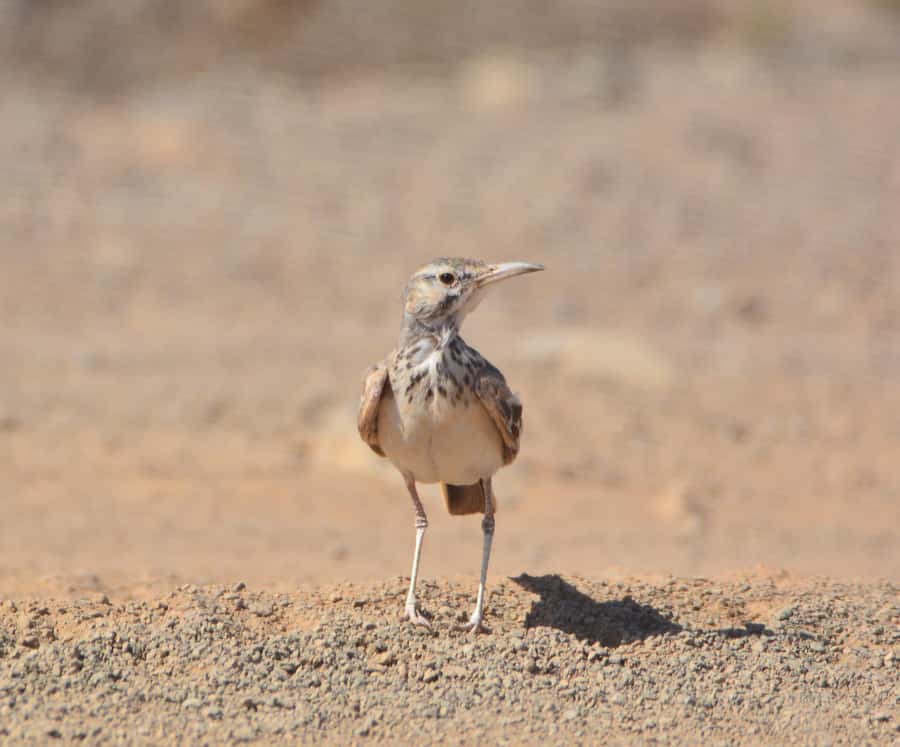 Boavista: Private Birdwatching Expedition in natural Habitat - Setting Out From Your Boa Vista Hotel