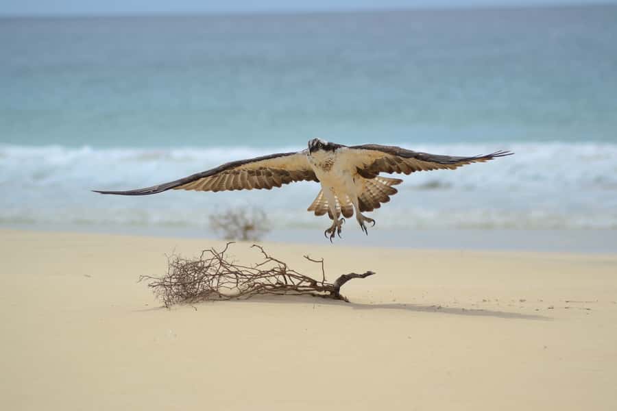 Boavista: Private Birdwatching Expedition in natural Habitat - The Birds You Might See