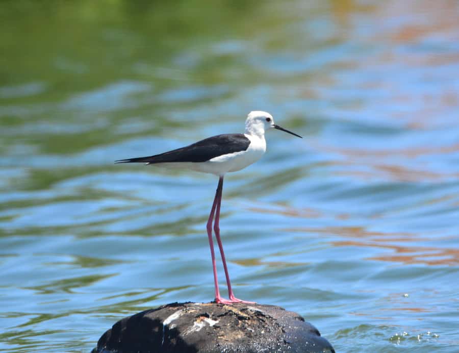 Boavista: Private Birdwatching Expedition in natural Habitat - Why the Private Format Matters
