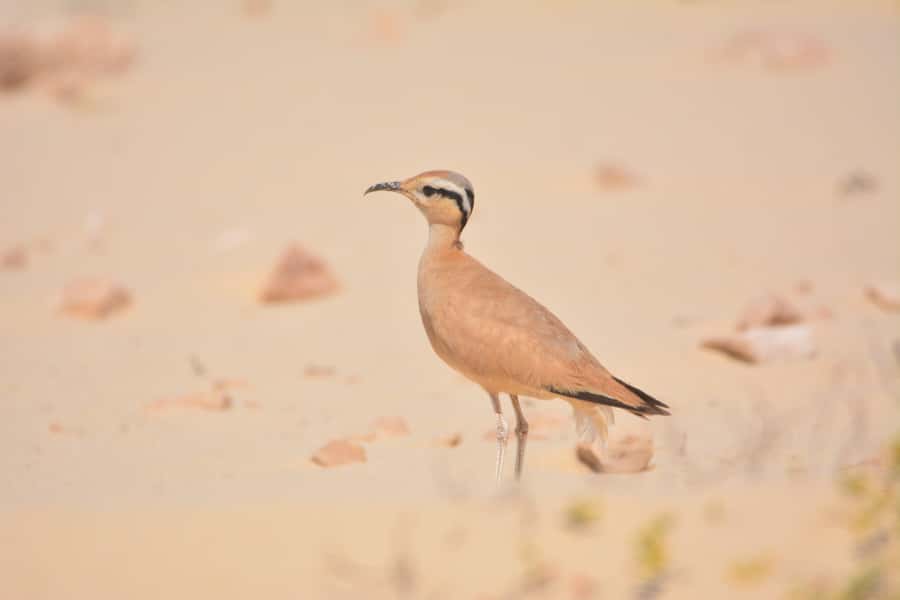 Boavista: Private Birdwatching Expedition in natural Habitat - Guide Quality Can Shape the Whole Morning