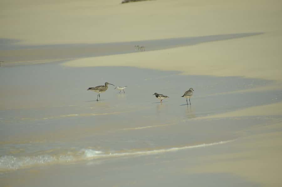 Boavista: Private Birdwatching Expedition in natural Habitat - The 4x4 Ride and Comfort