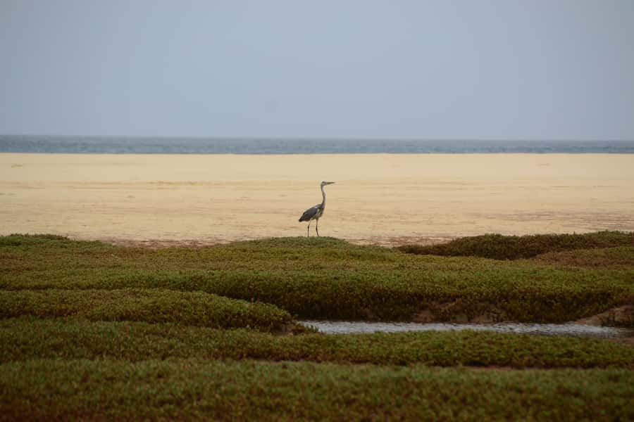 Boavista: Private Birdwatching Expedition in natural Habitat - Choosing the Best Time of Year