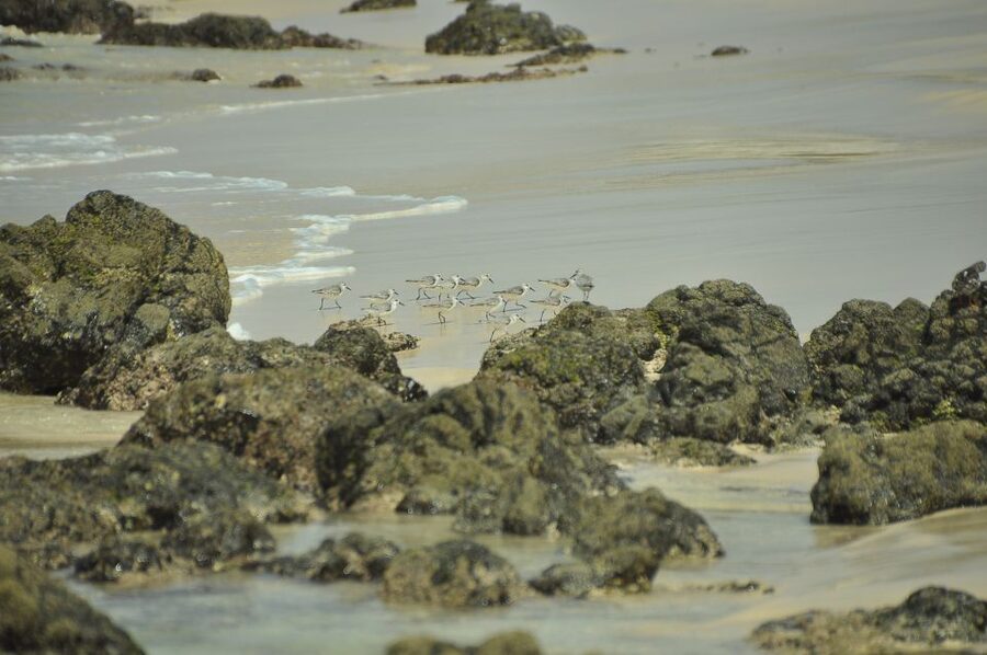 Boavista: Private Birdwatching Expedition in natural Habitat - What to Bring for a Better Birding Day