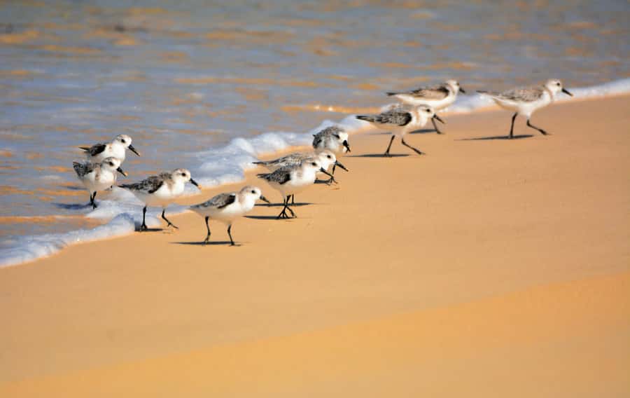 Boavista: Private Birdwatching Expedition in natural Habitat - Wetlands, Salt Marshes, and Open Coastal Country