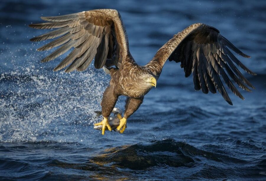 Bodø: Saltstraumen Sea Eagle Trip by RIB - What the strongest praise tells you