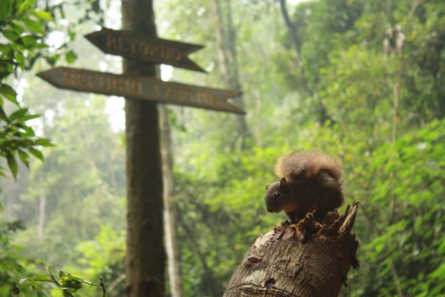 Bogota: Explore the forest and bird watching at Chicaque Natural Park - Choosing between short and longer trails