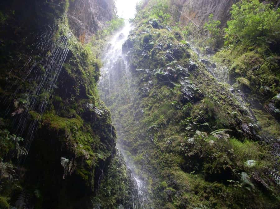 Bogota: Explore the forest and bird watching at Chicaque Natural Park - Who should book this nature tour?
