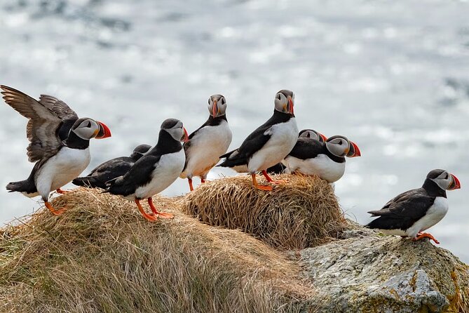 Borgarfjörður Eystri Puffin Tour from Seyðisfjörður Port - Key points to know before you go