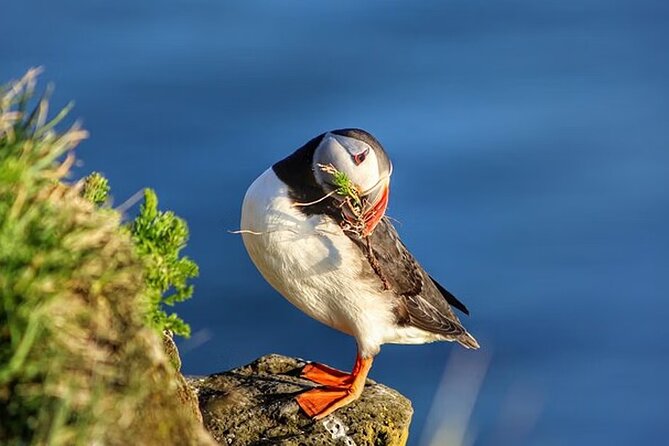 Borgarfjörður Eystri Puffin Tour from Seyðisfjörður Port - Riding from Seyðisfjörður through East Iceland