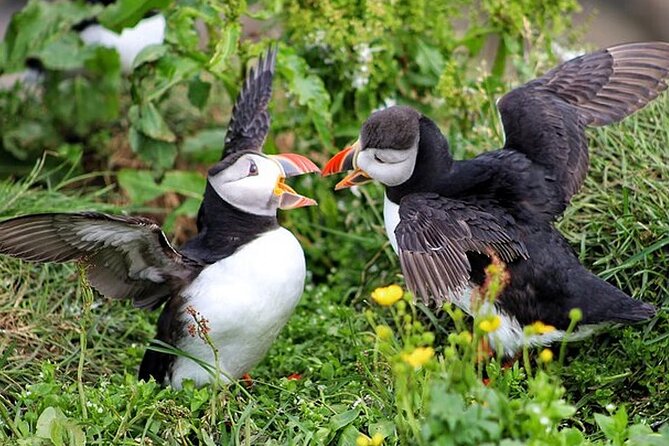 Borgarfjörður Eystri Puffin Tour from Seyðisfjörður Port - A first look at Borgarfjörður Eystri