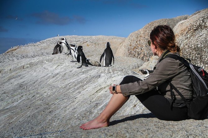 Boulders Beach Cape Town: Swimming With Penguin & Close Encounter Half Day Tour - What the $153.21 Price Buys You