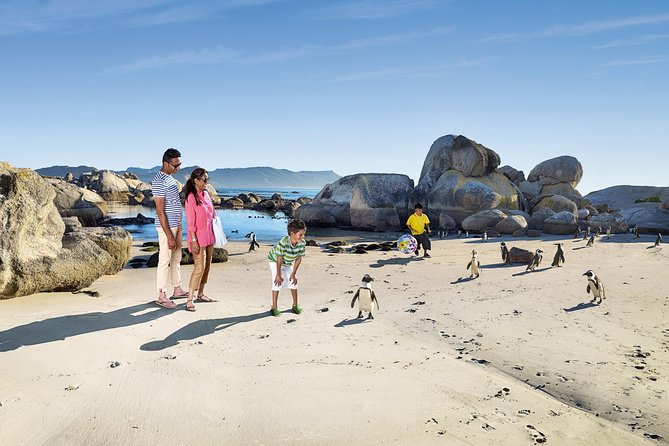 Boulders Beach Cape Town: Swimming With Penguin & Close Encounter Half Day Tour - Chapman’s Peak Gives the Drive Its Big Moment