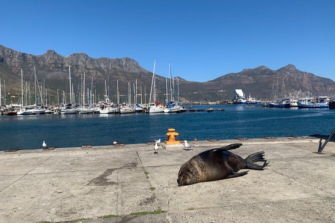 Boulders Beach Penguins and Seal Island Boat Trip Half Day Tour - Why this half-day route works well in Cape Town
