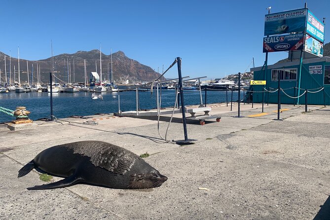 Boulders Beach Penguins and Seal Island Boat Trip Half Day Tour - Chapman’s Peak Drive and the photo stop