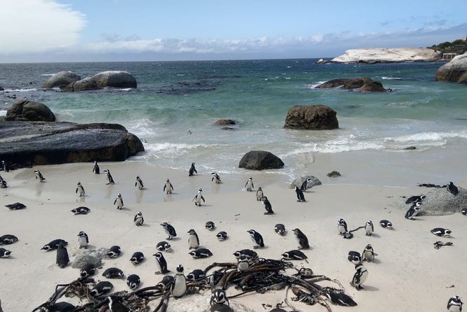 Boulders Beach Penguins and Seal Island Boat Trip Half Day Tour - What the $75 price really covers