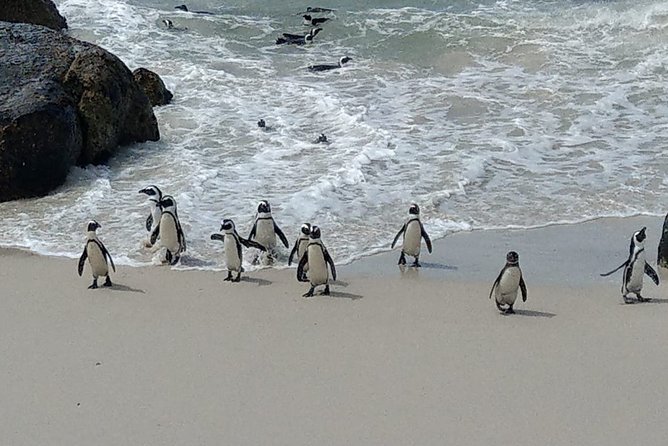 Boulders Beach Penguins and Seal Island Boat Trip Half Day Tour - Timing, comfort, and practical planning