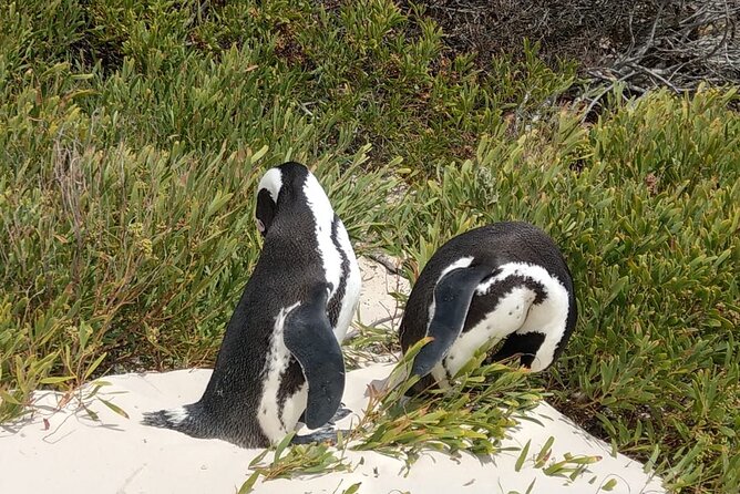 Boulders Beach Penguins and Seal Island Boat Trip Half Day Tour - Who should book this Cape Town outing