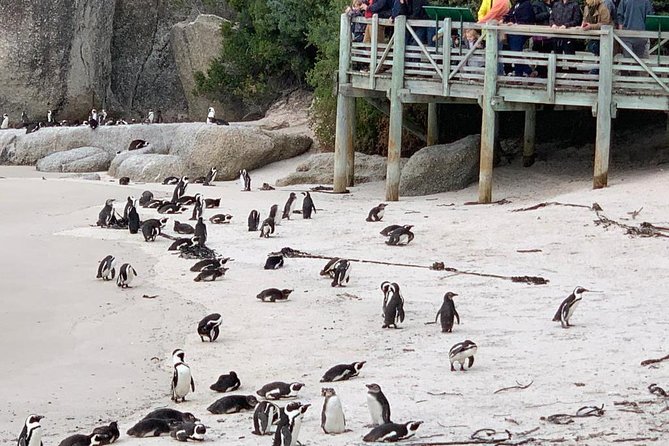 Boulders beach penguins and Wine tasting full day tour - Boulders Beach is the day’s main event