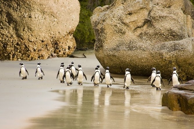 Boulders Beach Penguins Half Day Tour - The Twelve Apostles and Hout Bay viewpoints