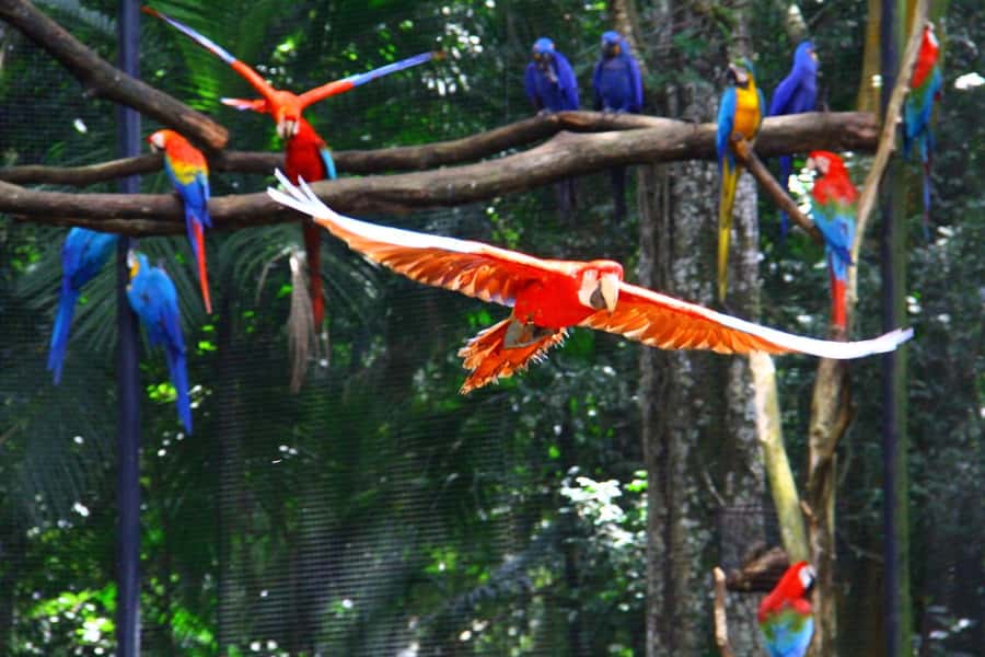 Brazilian Falls, Bird Park and Itaipu Dam - Why this one-day combination works