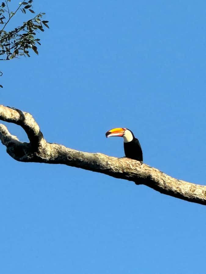 Brazilian Iguassu Falls,Bird park Boat Safari all tickets - The Brazilian falls: views from the national park