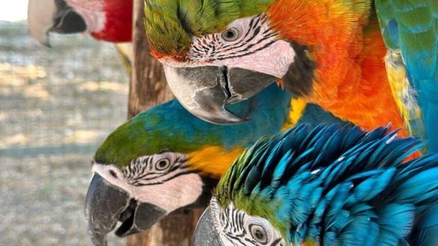 Breakfast with parrots at Masseria Mazzetta with wildlife park - Key points to know before booking