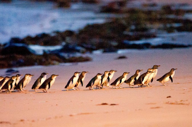 Brighton Bath Boxes & Puffing Billy & Penguin Parade 1-Day Tour - The Nobbies and Phillip Island’s fur seals