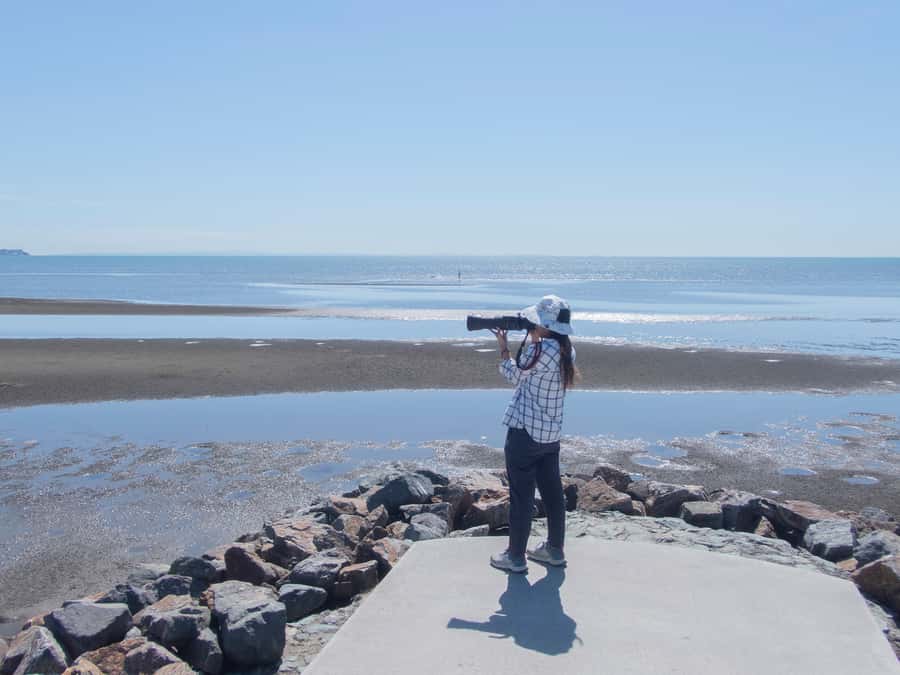 Brisbane: Kangaroos, Birds and Mangroves Coastal Tour - Key points to know before booking