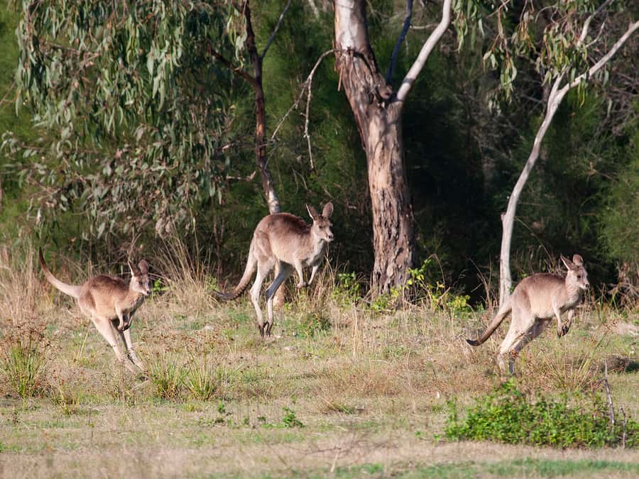 Brisbane: Kangaroos, Birds and Mangroves Coastal Tour - Why this six-hour coastal route works