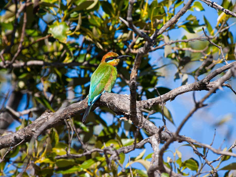 Brisbane: Kangaroos, Birds and Mangroves Coastal Tour - Mangrove paths and bird hides