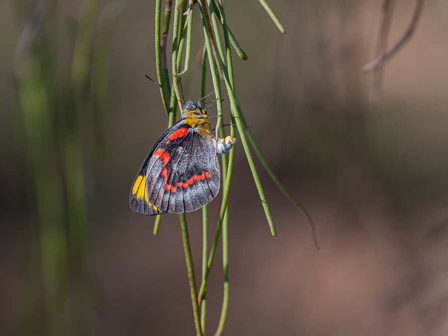 Brisbane: Kangaroos, Birds and Mangroves Coastal Tour - Crossing Houghton Highway above Hays Inlet