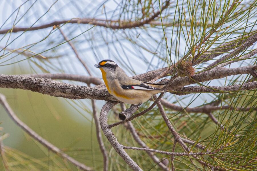 Brisbane: Kangaroos, Birds and Mangroves Coastal Tour - Finishing at Scarborough Boat Harbour