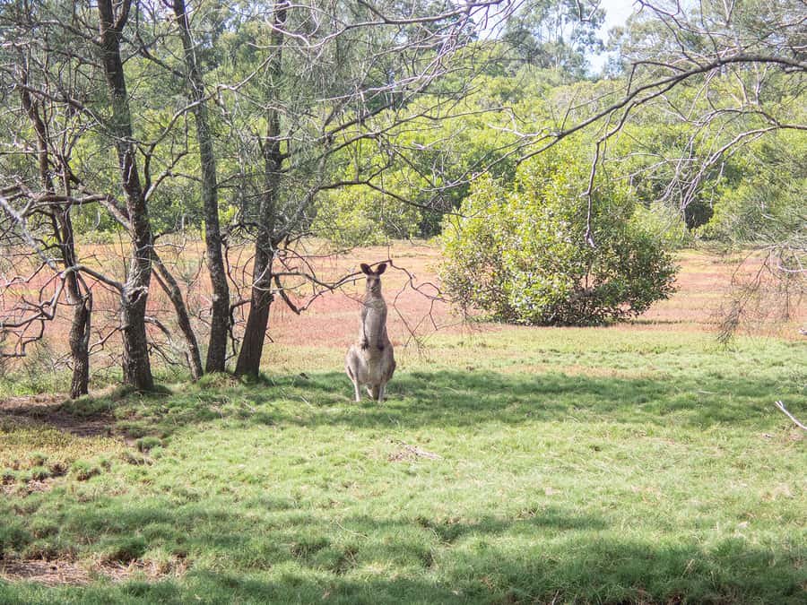 Brisbane: Kangaroos, Birds and Mangroves Coastal Tour - Watching kangaroos at Tinchi Tampa Wetlands