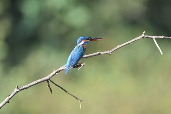 Bundala Birding Paradise - All Inclusive Tour - What the six-seat Jeep setup means for birding
