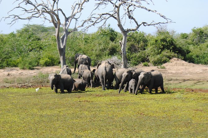 Bundala Birding Paradise - All Inclusive Tour - What you may see in Bundala National Park