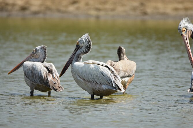 Bundala Birding Paradise - All Inclusive Tour - Who should book this Bundala safari?
