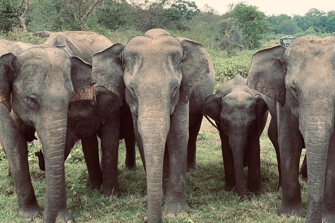Bundala Birds Safari by Jeeps - Key points to know before booking