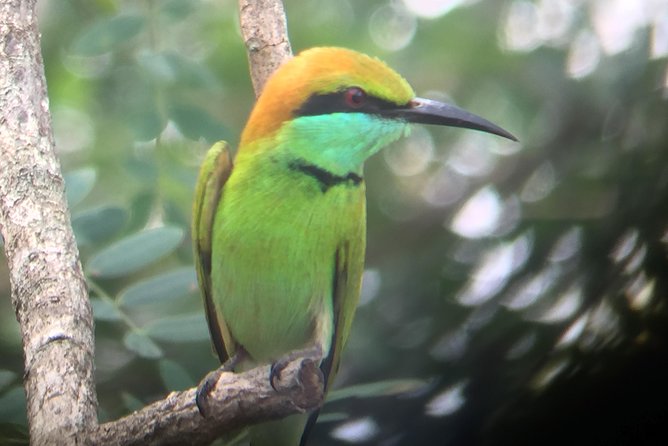 Bundala Birds Safari by Jeeps - What the 3-hour-15-minute outing feels like