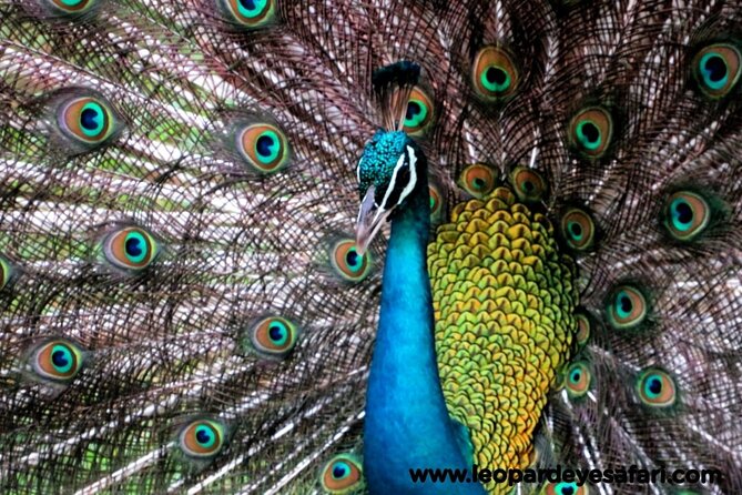 Bundala National Park Birds Watching Safari Tour - Stop 1: Kamal Safari Bundala Park