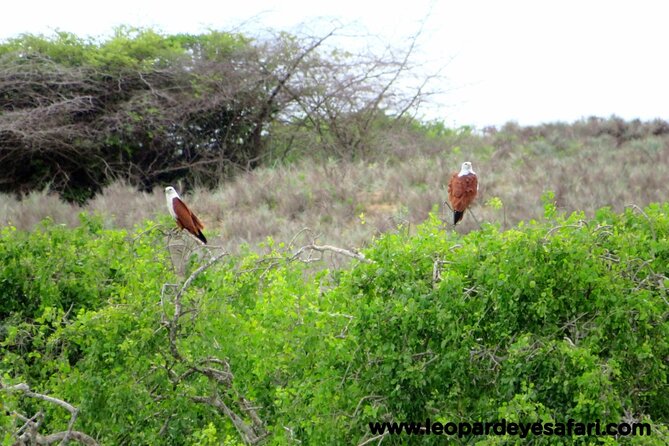 Bundala National Park Birds Watching Safari Tour - A private safari changes the pace