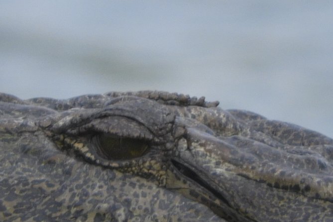 Bundala National Park Birds Watching Safari Tour - What the $34 price really covers