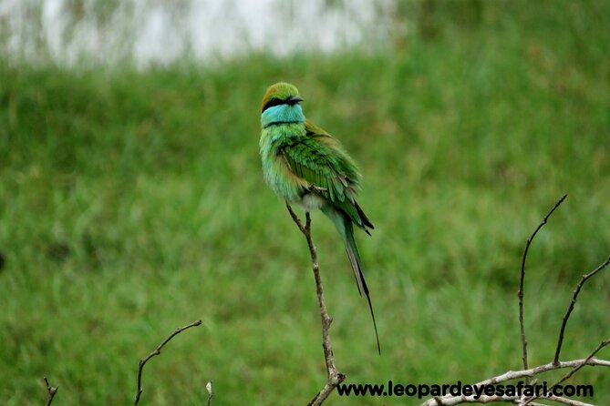 Bundala National Park Birds Watching Safari Tour - Who will get the most from this outing