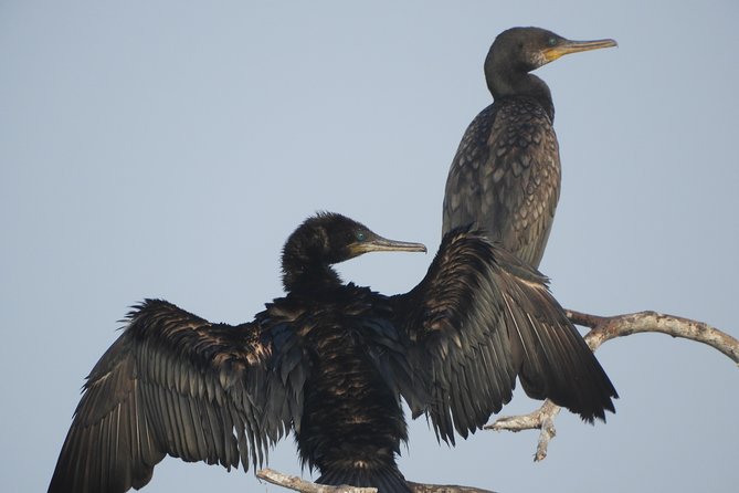 Bundala National Park Birds Watching Safari Tour - Practical timing, weather, and cancellation