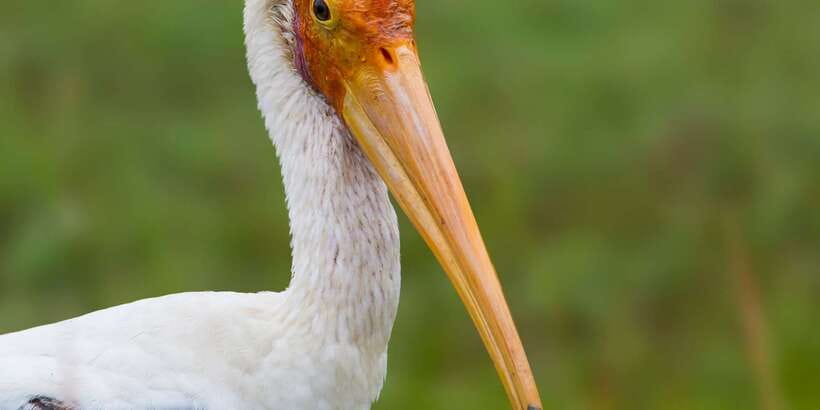 Bundala National Park Safari - Birding Paradise Tour - Why Bundala suits bird watchers better than big-animal chasers
