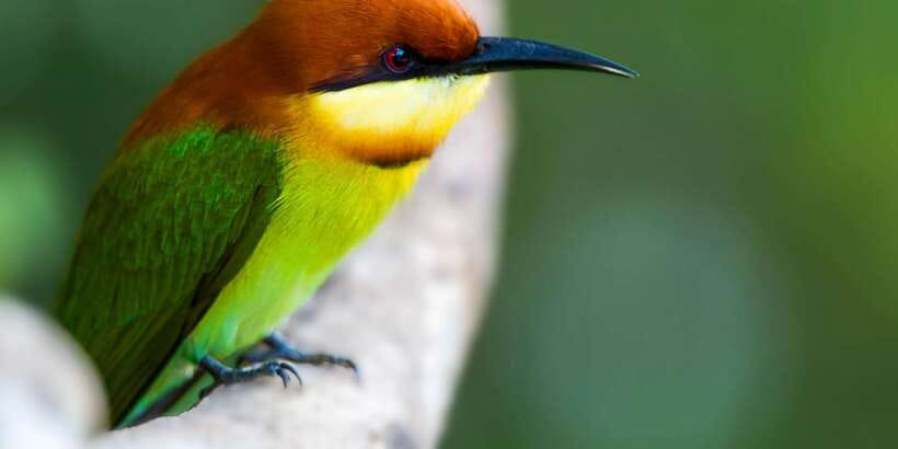 Bundala National Park Safari - Birding Paradise Tour - Weather, park closures, and sensible flexibility