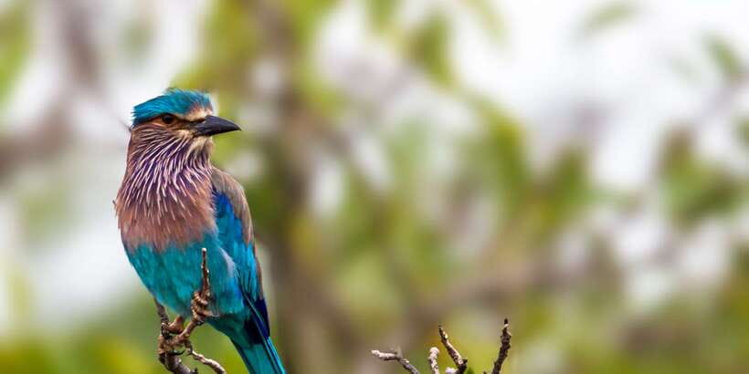 Bundala National Park Safari - Birding Paradise Tour - Meeting your guide near Tissamaharama or the park gate