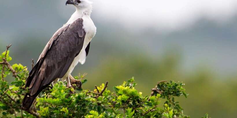 Bundala National Park Safari - Birding Paradise Tour - Lagoon stops and the value of brackish water