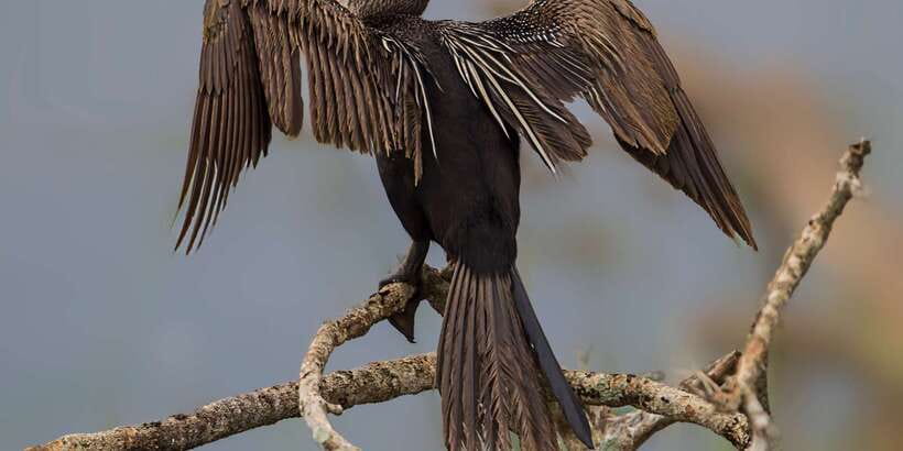 Bundala National Park Safari - Birding Paradise Tour - Birds from September through March