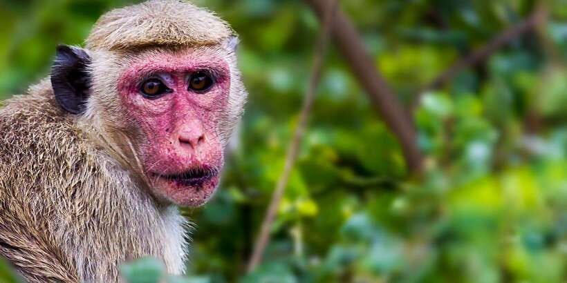 Bundala National Park Safari - Birding Paradise Tour - Mammals, reptiles, and lucky sightings