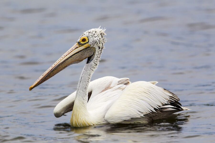 Bundala National Park Safari - Birding Paradise Tour - Morning or evening: choosing the better departure